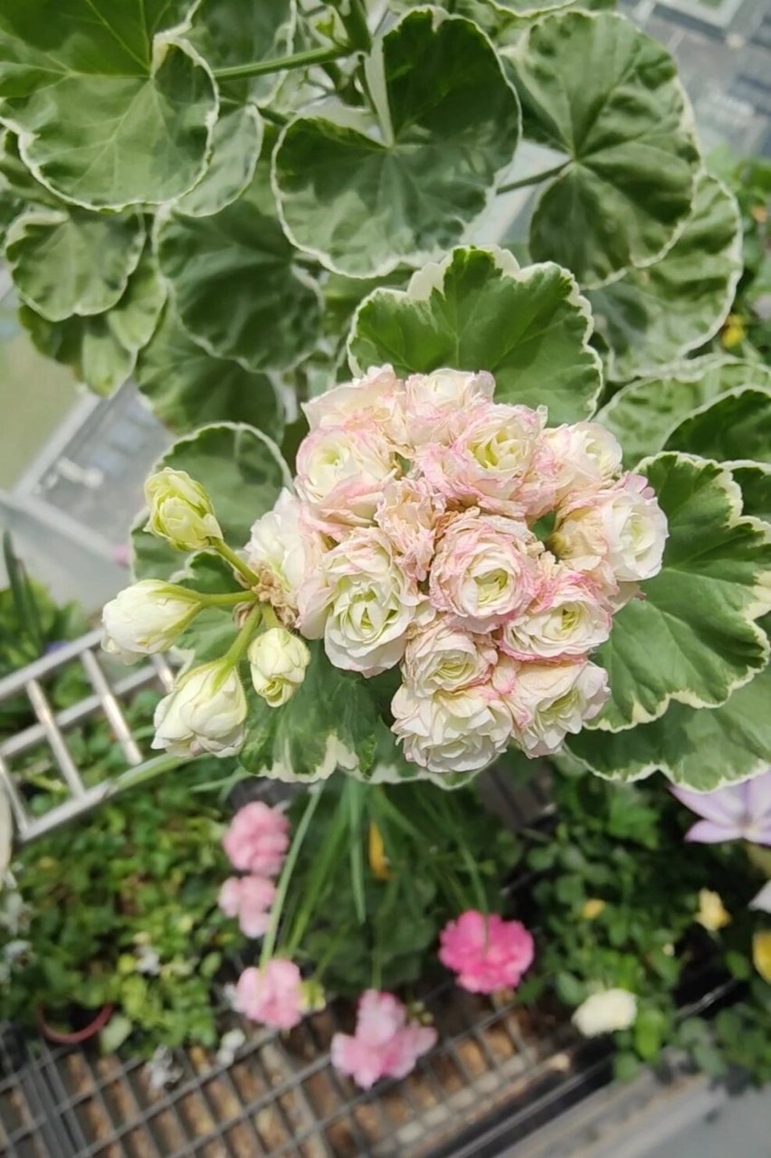 那些没挺过夏天的天竺葵之银边苹果碗 属于直立天竺葵里的碗类天竺葵