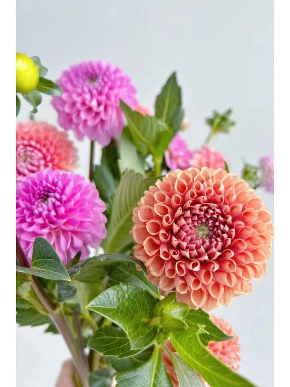 每周一个花草养护知识丨小丽花 小丽花和大丽花为同属花卉,性状与