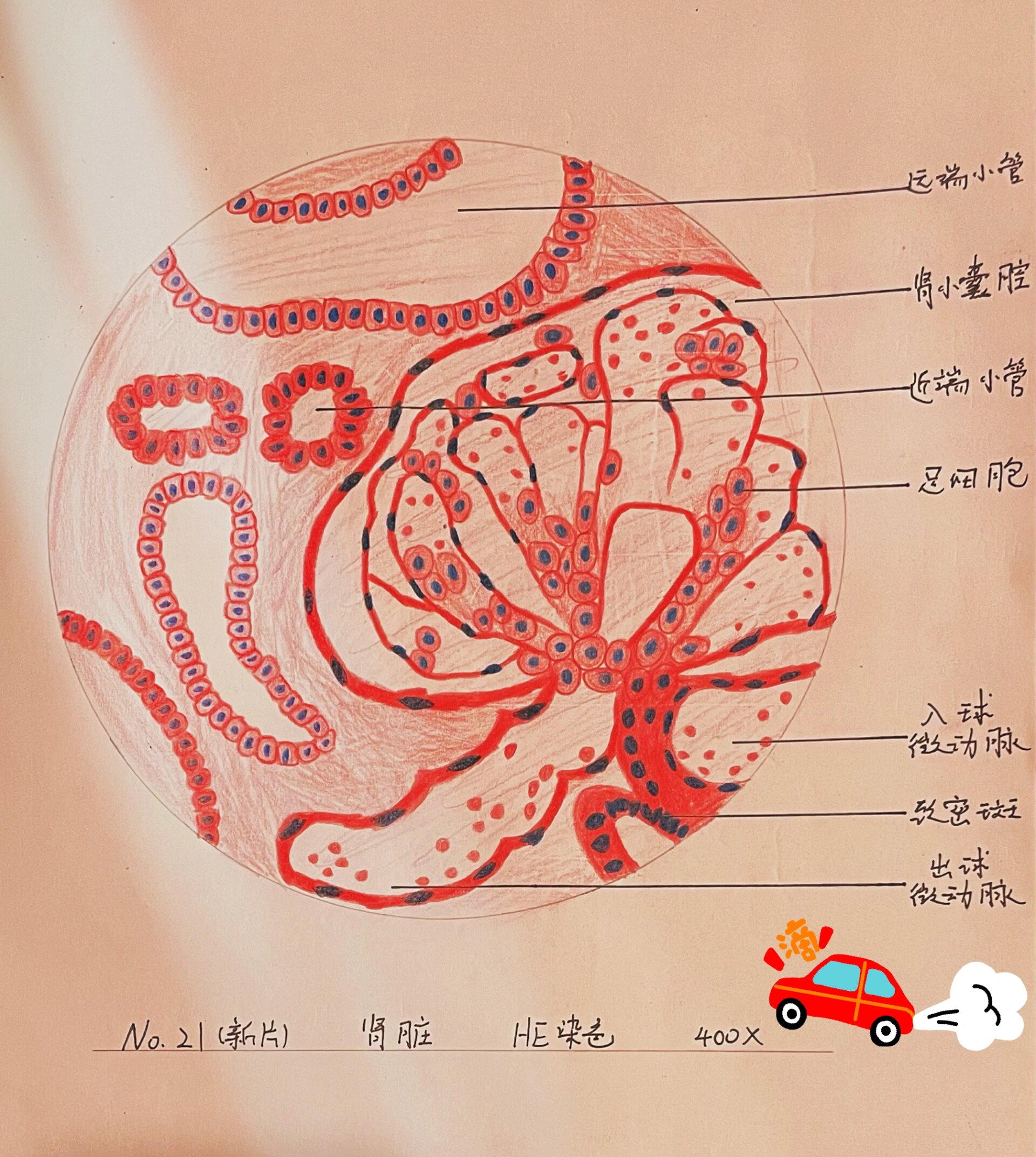 组胚绘图——肾脏
