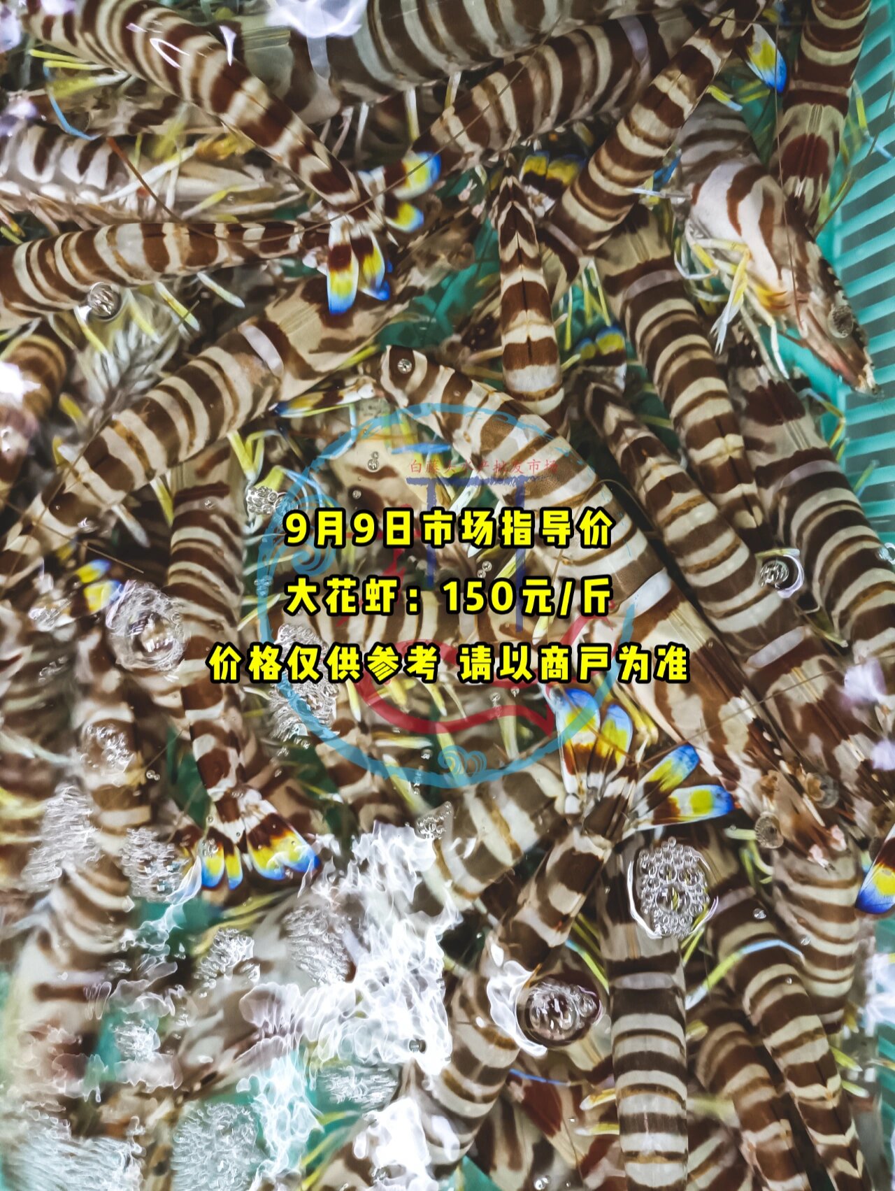 9月9日海鲜指导价|白藤头水产批发市场 9月9日市场指导价 1,大花虾