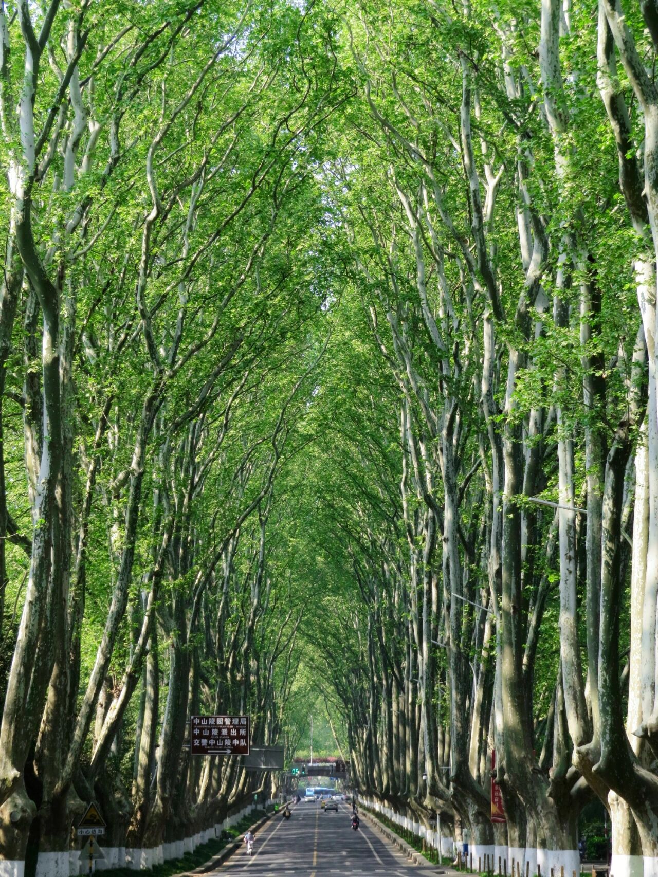 南京梧桐大道|绿树成荫春正浓 春天的风 一定是有魔力的 吹一下02