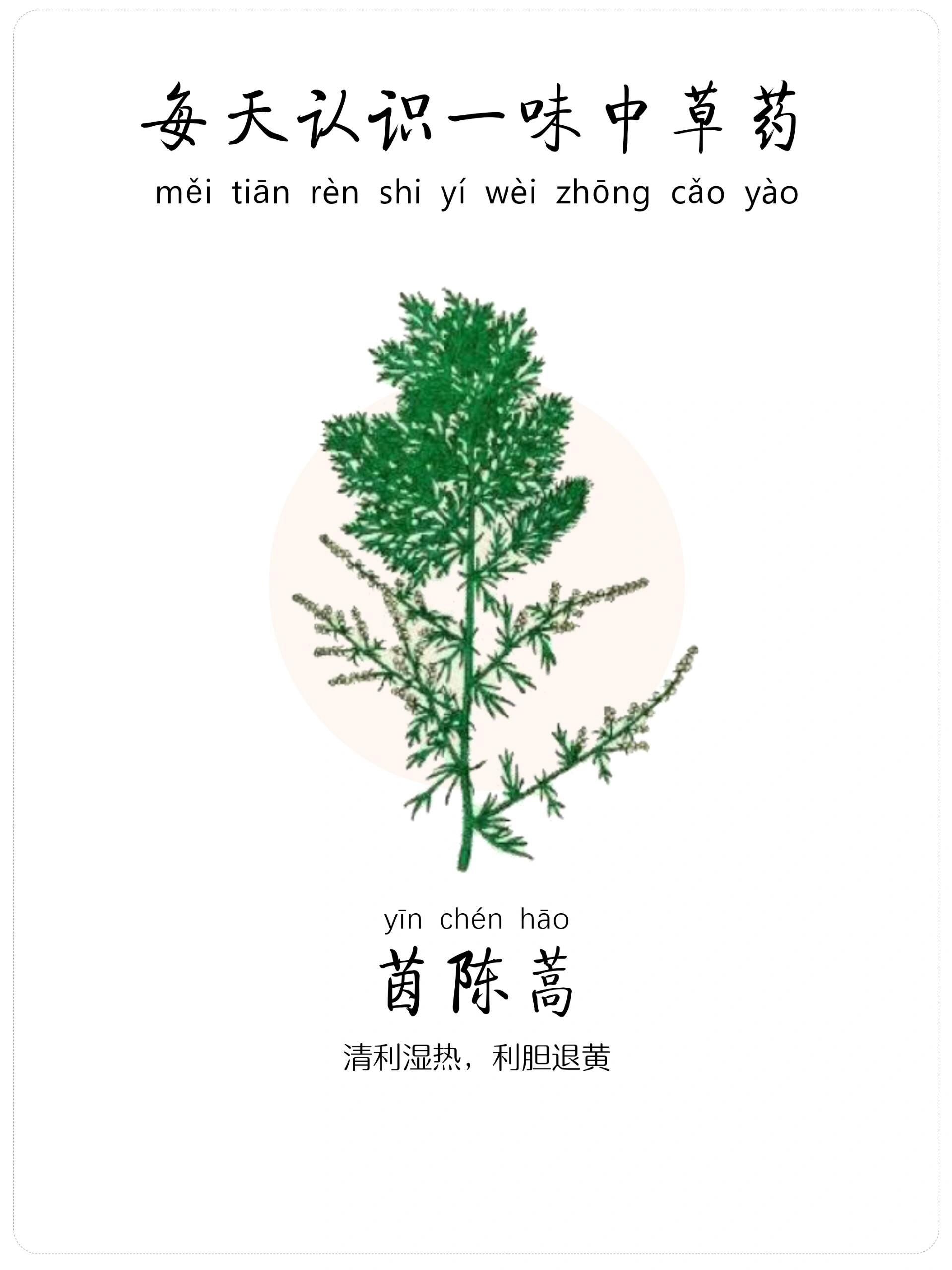 每天认识一味中草药