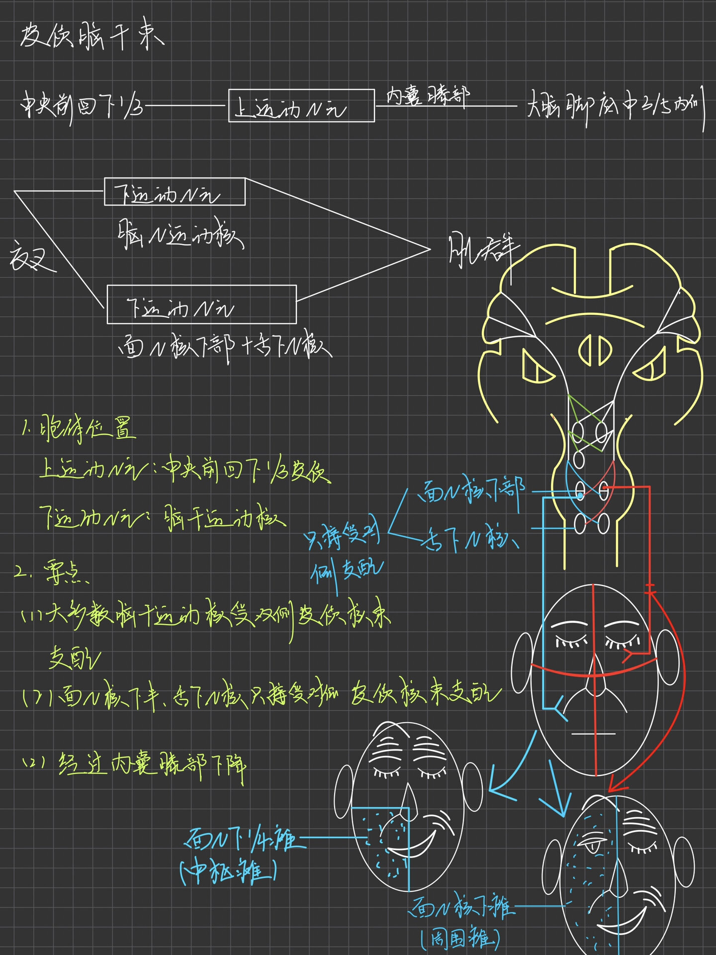 皮质核束传导通路图片