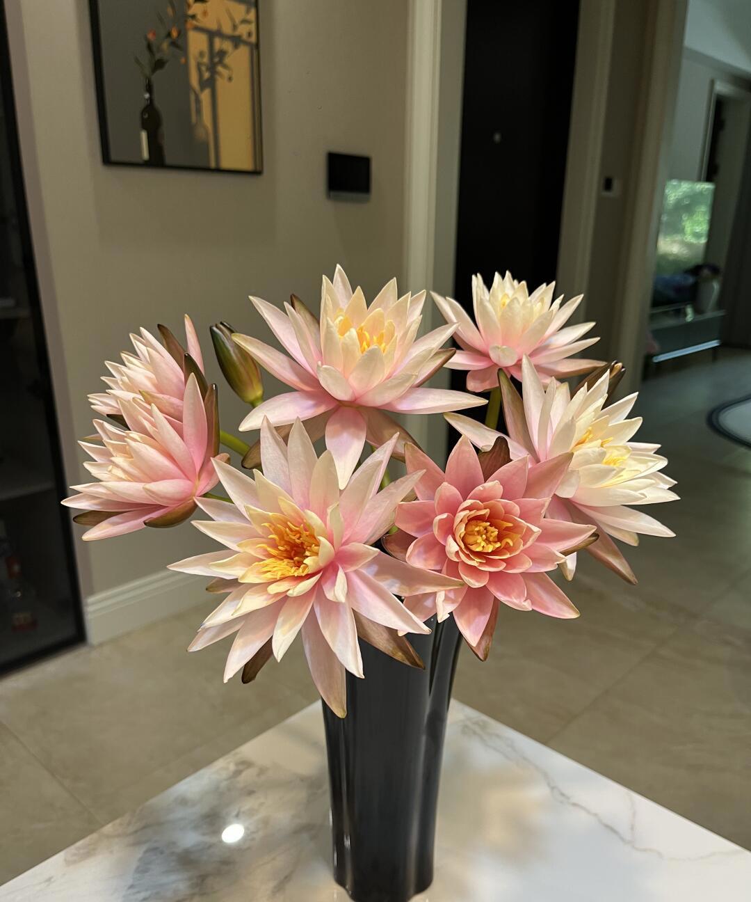 香槟色睡莲,好美