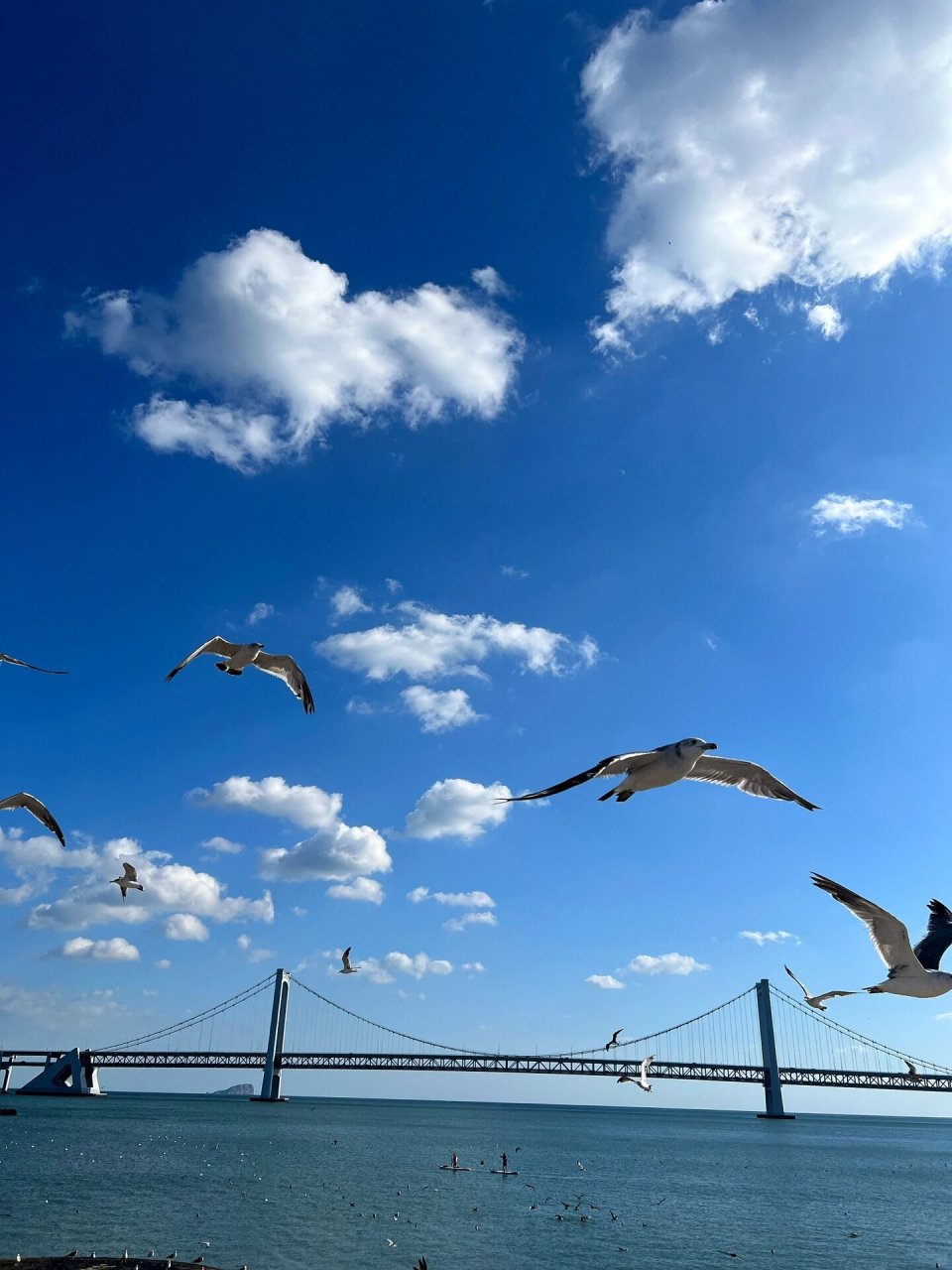 少走弯路 星海广场(图1-7)必去7515 要拍海鸥照片还是星海广场最