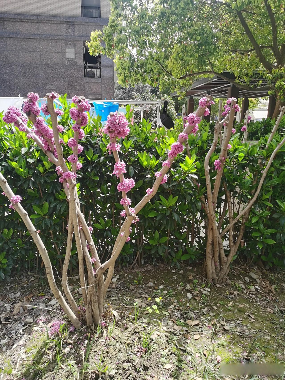 枯树开花,奇怪的造型