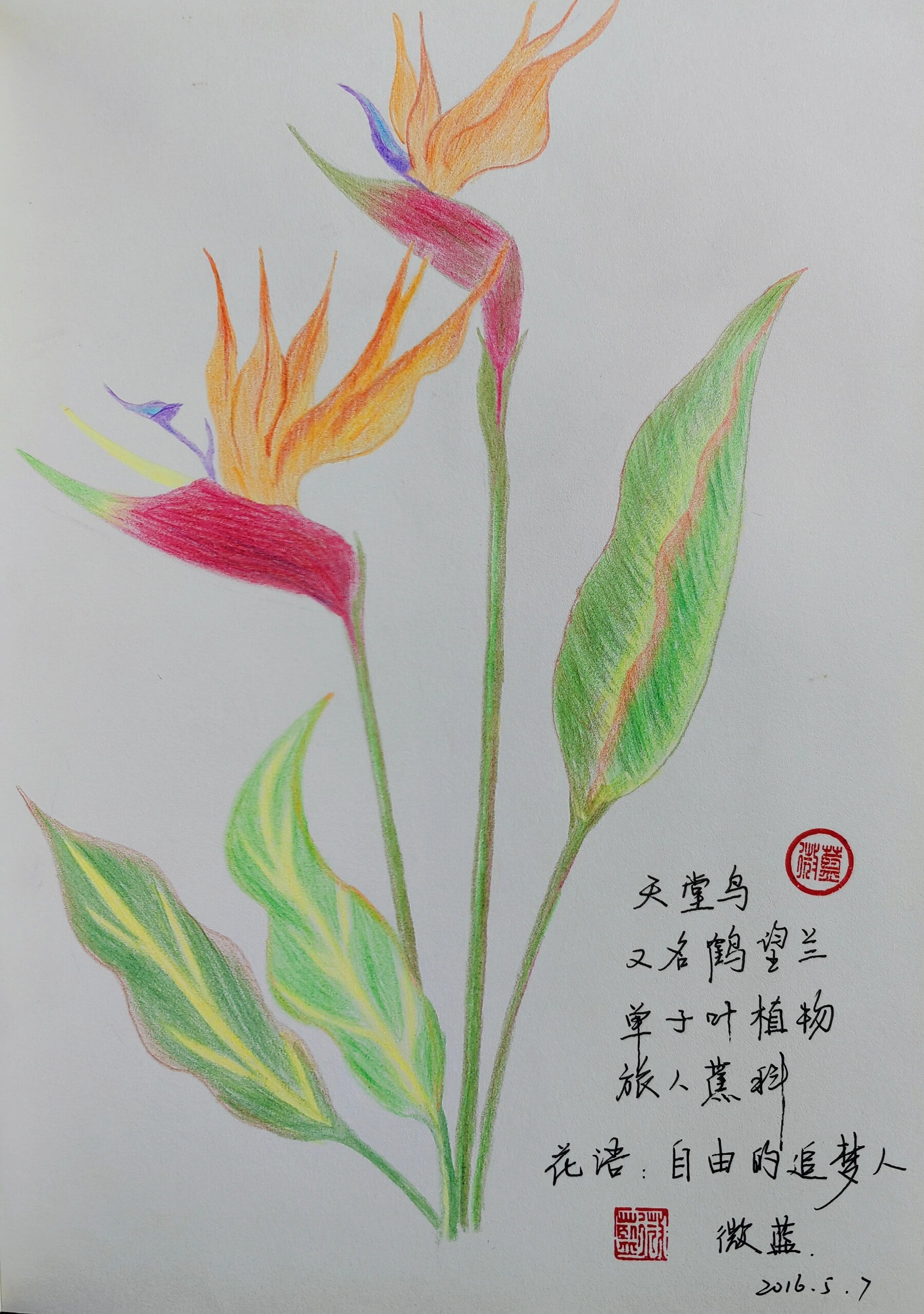 天堂鸟,又名鹤望兰.花语:自由的追梦人