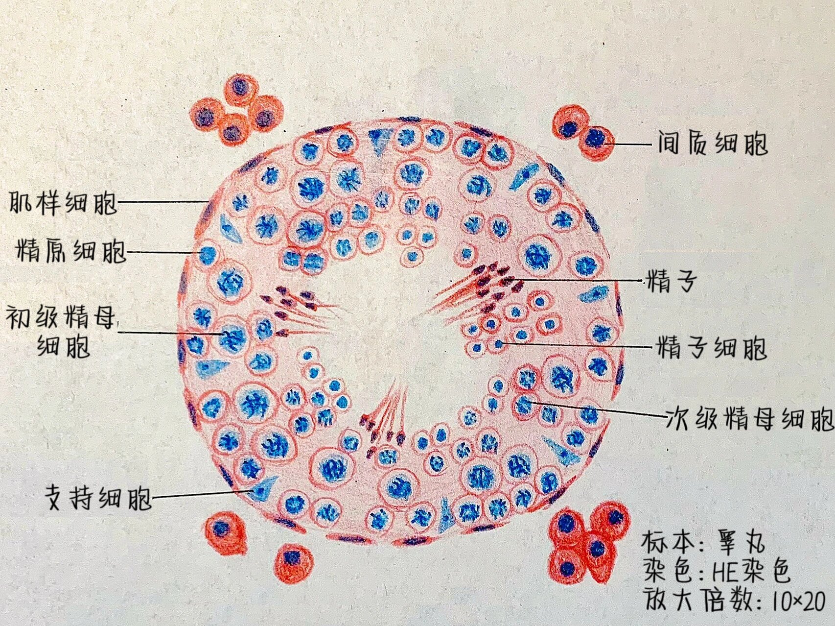 项目或内容:实验十 生殖系统 实验目的:掌握睾丸,卵巢,子宫的形态结构