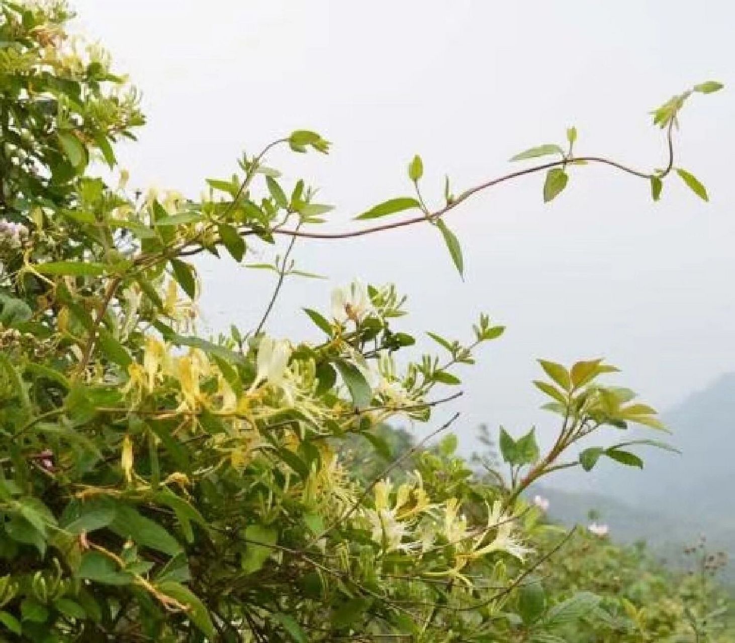 一起来认识忍冬藤 金银花藤,是一个很好的药材,价格比金银花便宜很多