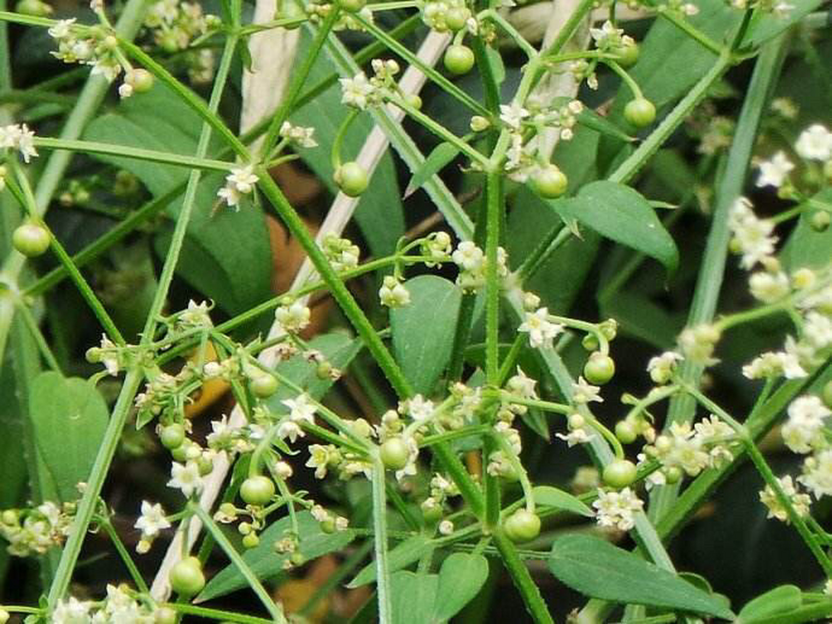 茜草 茜草科,茜草属多年生草质攀援藤木;高3.