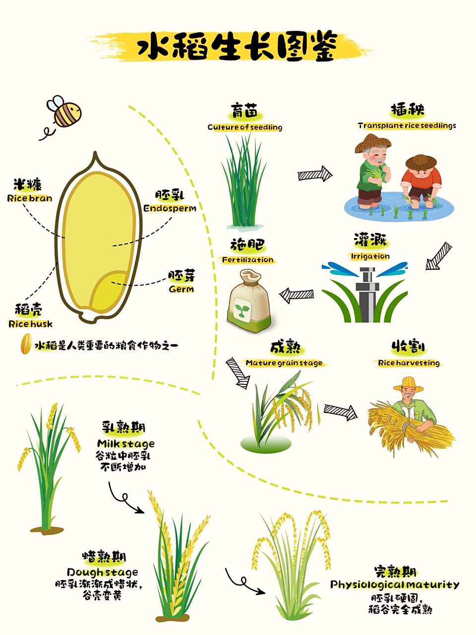 春耕正忙🌾给小朋友们准备的水稻生长图鉴 春天既是赏花时节也是耕