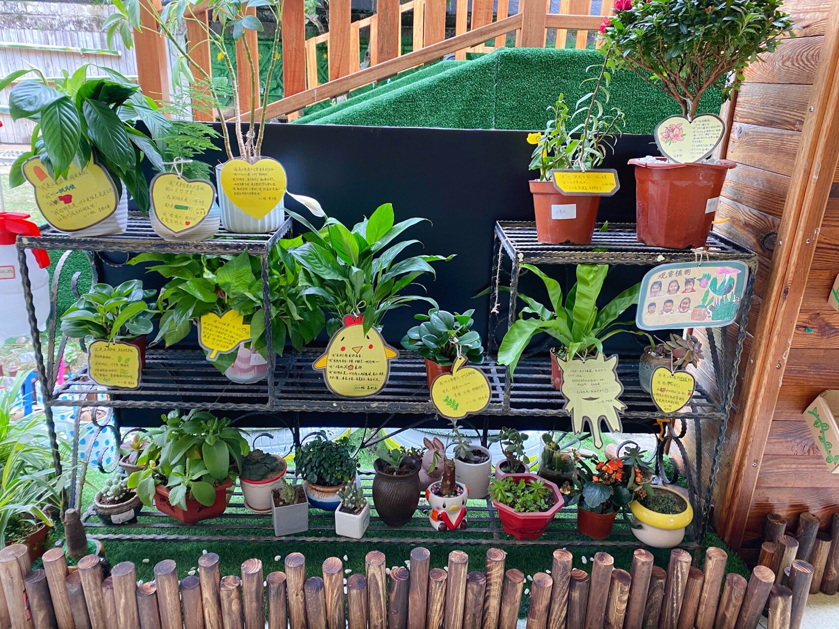 幼儿园小班植物角 植物角终于创设完成了!