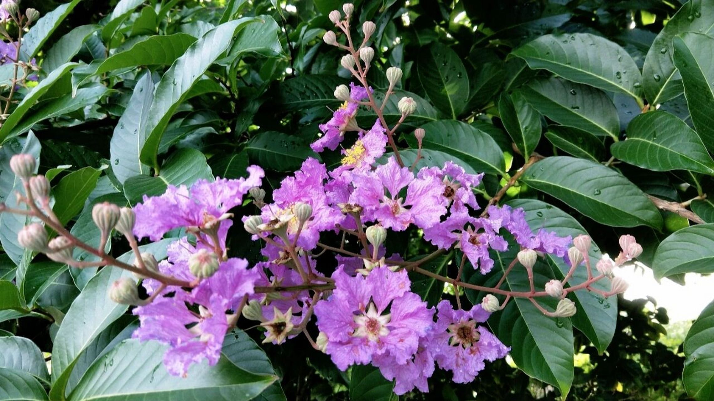 大花紫薇,别名:百日红,佛泪花,大叶紫薇 紫薇花开百日红,轻抚枝干全树