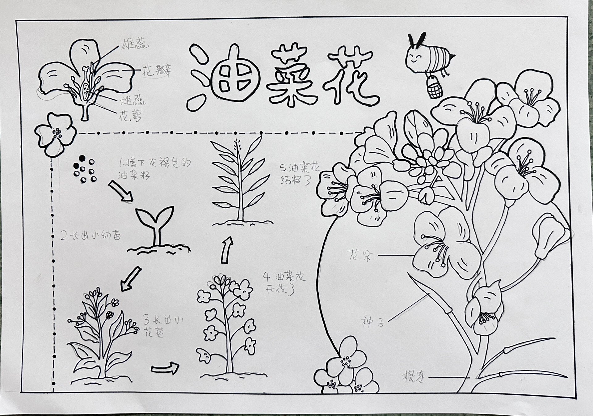 线稿 植物观察笔记