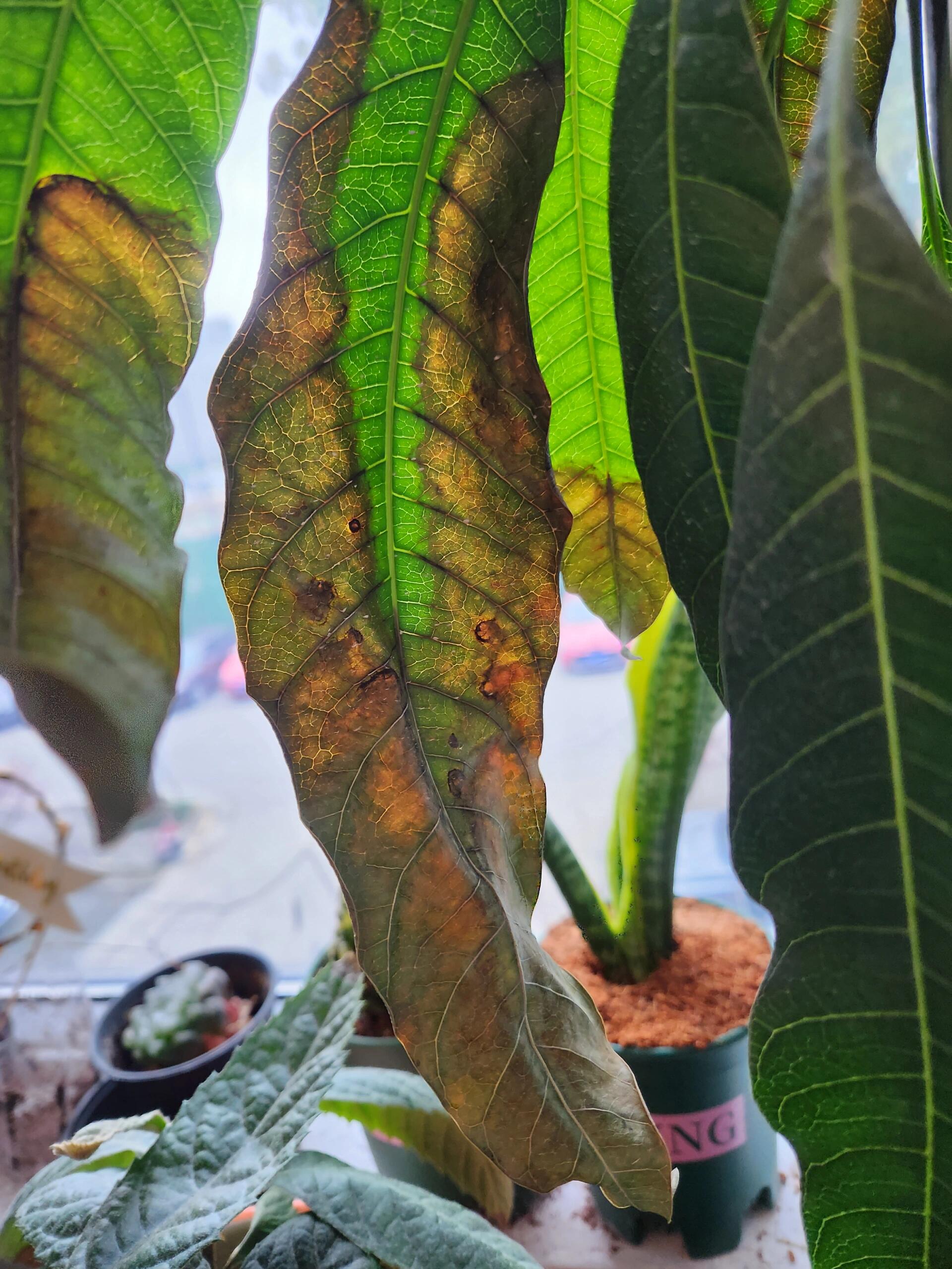 新叶子刚长出来就会变黑然后干枯掉(如图).