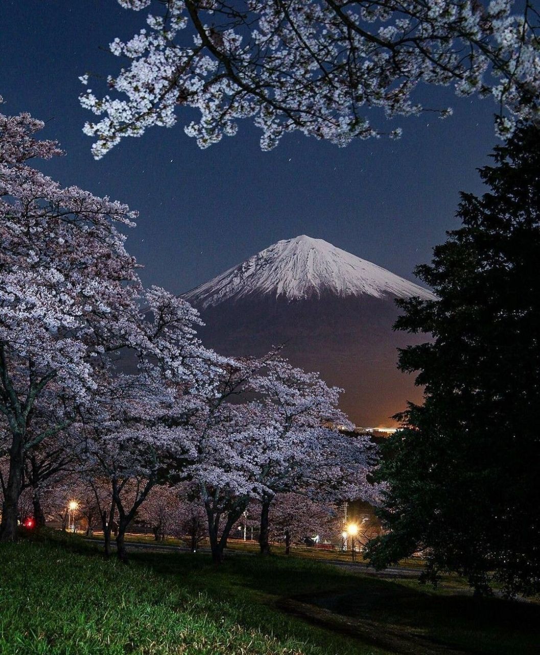 富士山下的樱花夜景图片