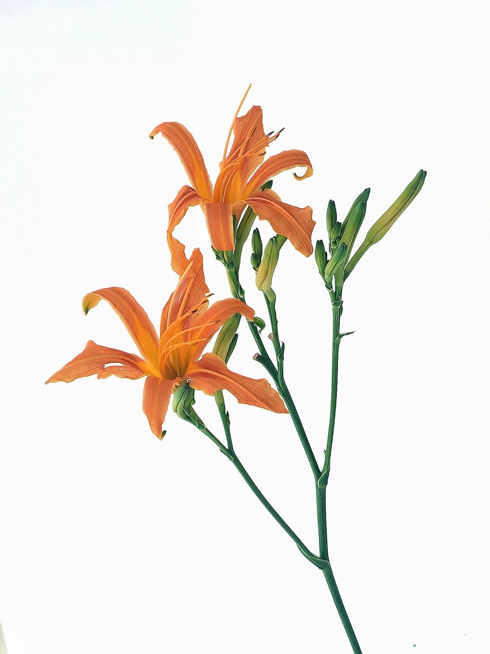 绘画素材1000更～无私的萱草花  绘画 # 找绘画大神 # procreate 创意