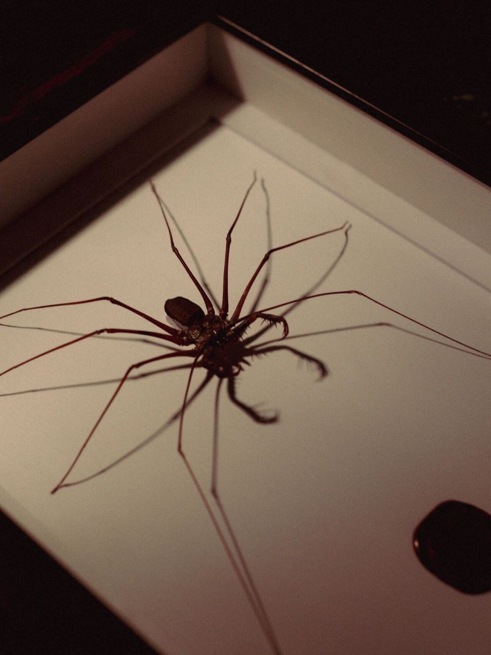 暗黑丨陈列丨复古丨收藏 丨猎奇 鞭蛛标本 产地:㊙️鲁 张牙舞爪