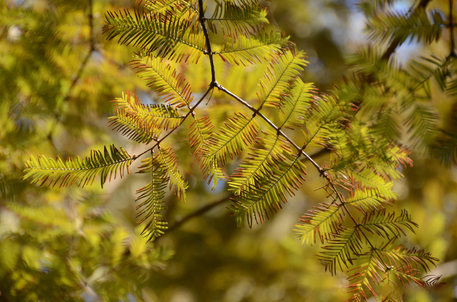 武汉城市漫游计划# 在秋日暖阳的照耀下,武昌江滩里的水杉,池杉开始