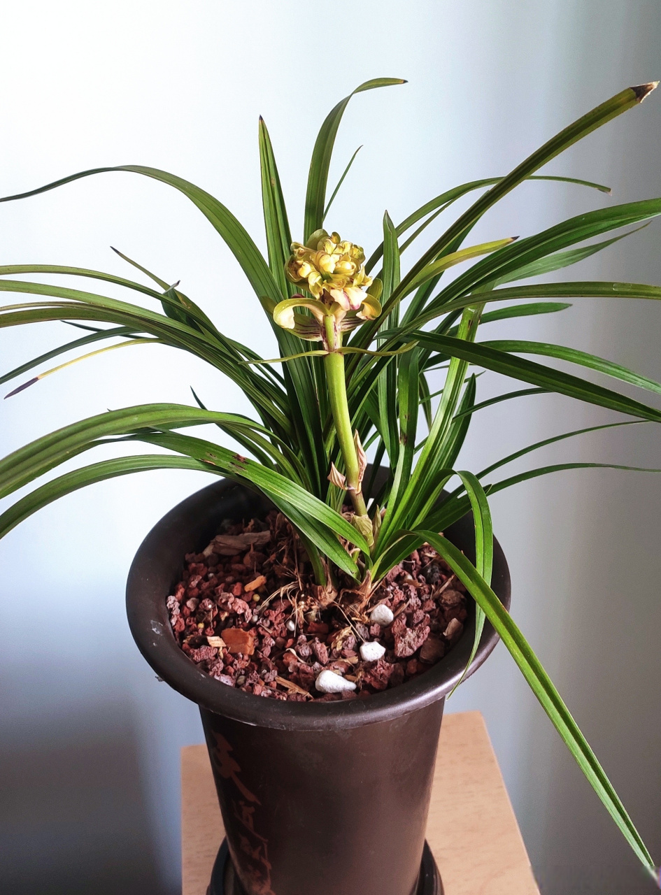 九仙牡丹,春兰奇花,多瓣多舌,花型牡丹,花杆粗高.好养,去年