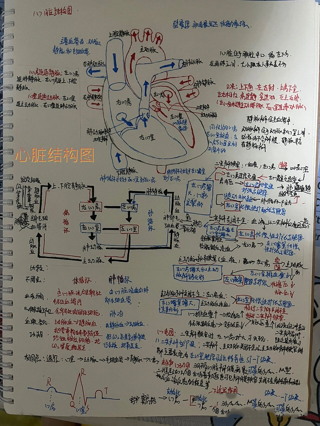 手抄报心脏结构图