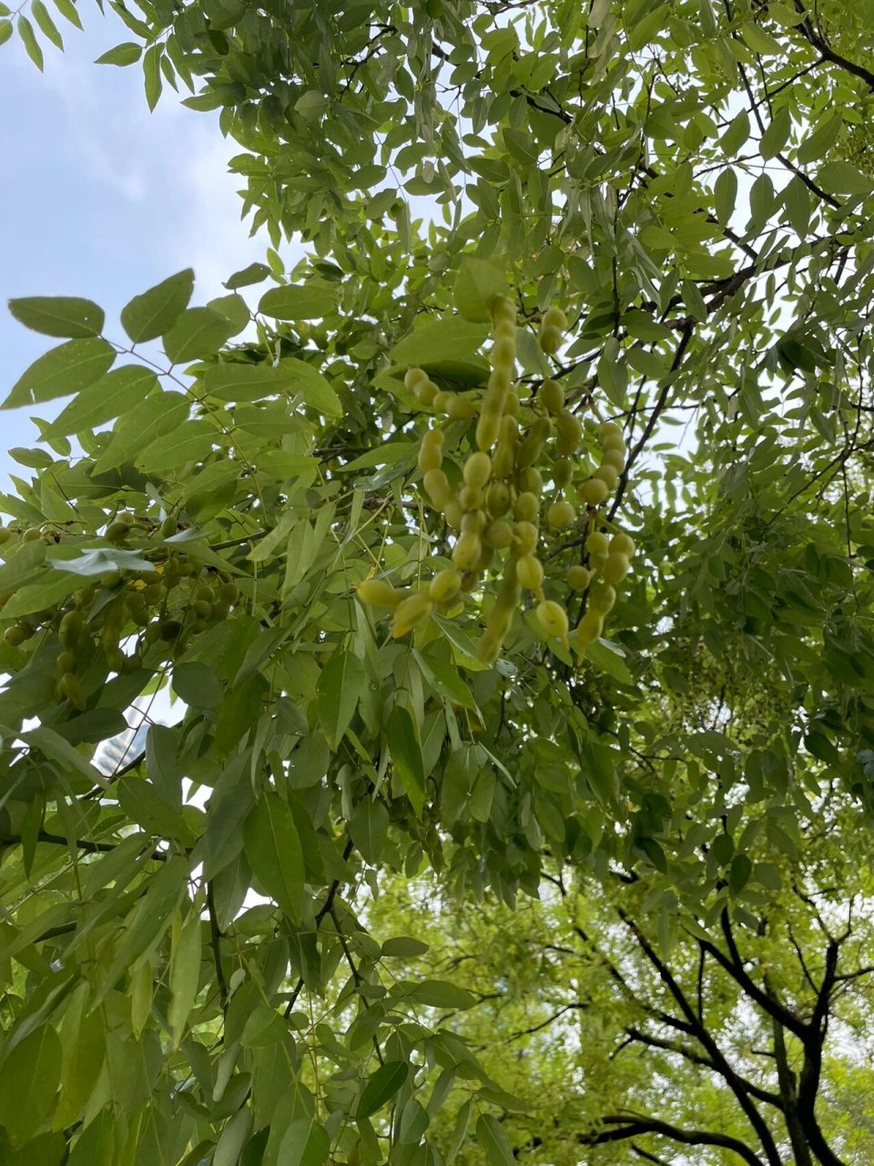 长毛豆囊肿术后图片图片