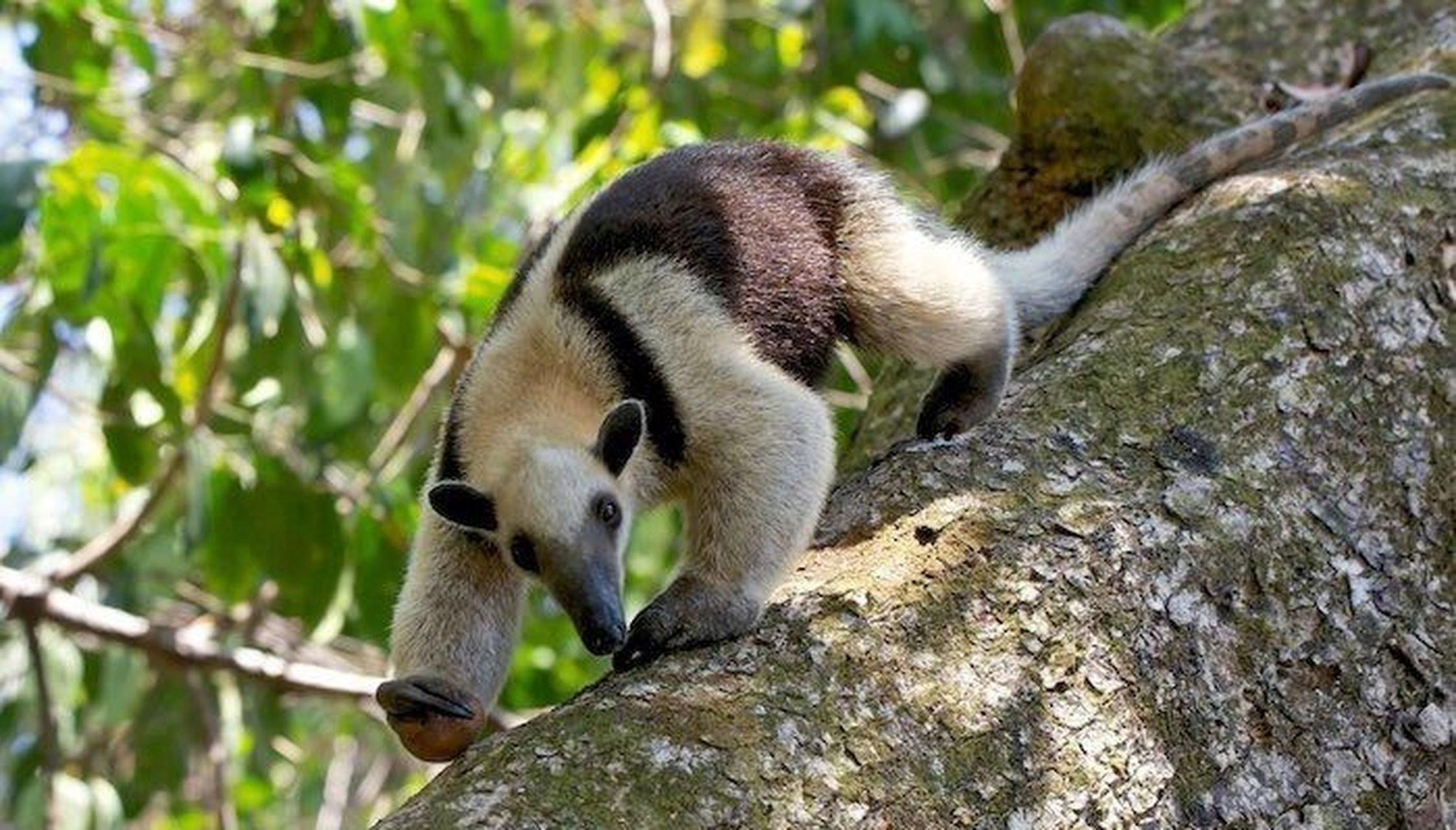 在繁殖上小食蚁兽非常尽职的,为了预防幼崽被伤害,几乎会在整个哺乳