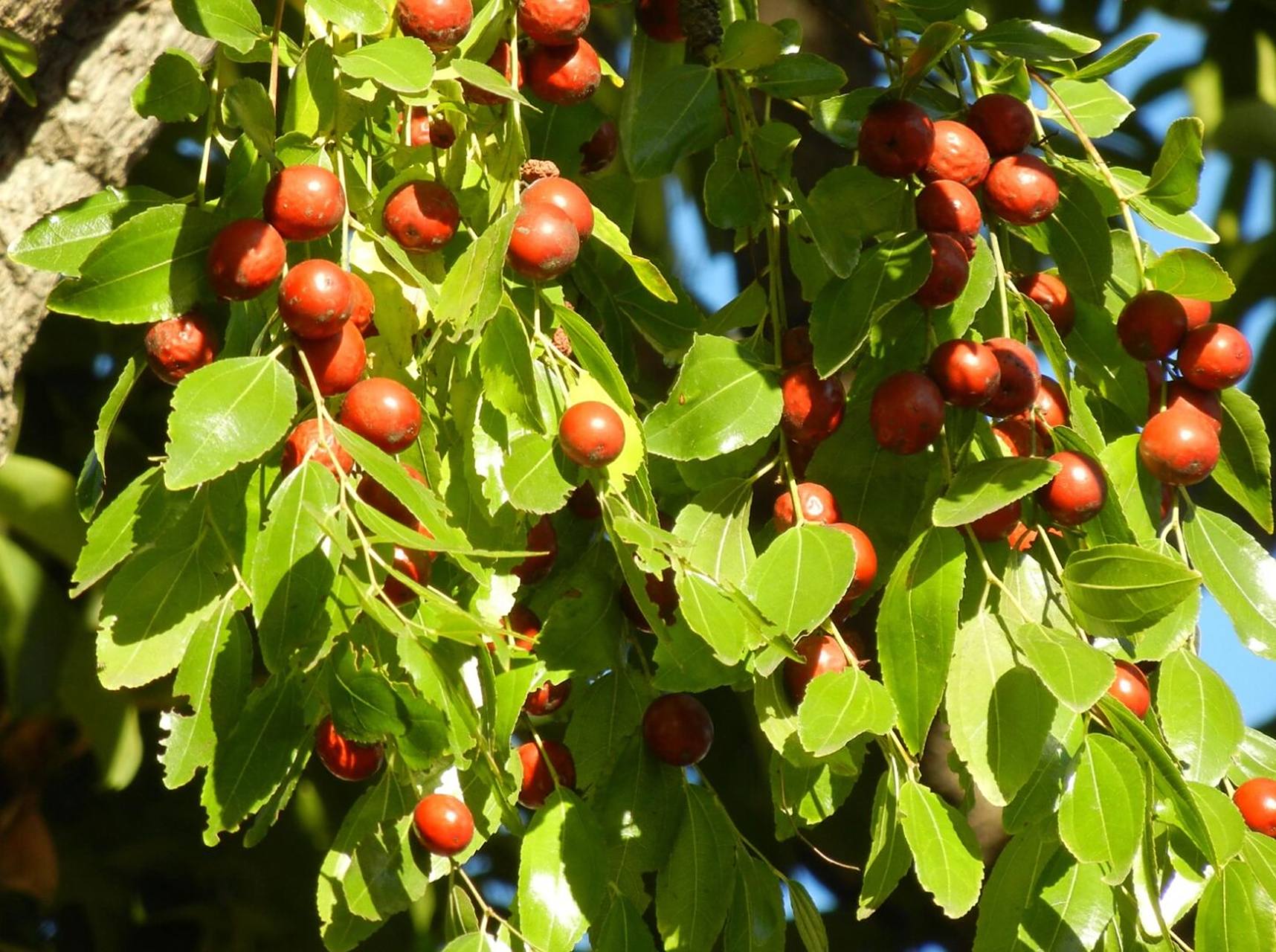 酸枣仁是由酸枣的种子仁制成的,而酸枣则是一种小乔木植物,属于鼠李科