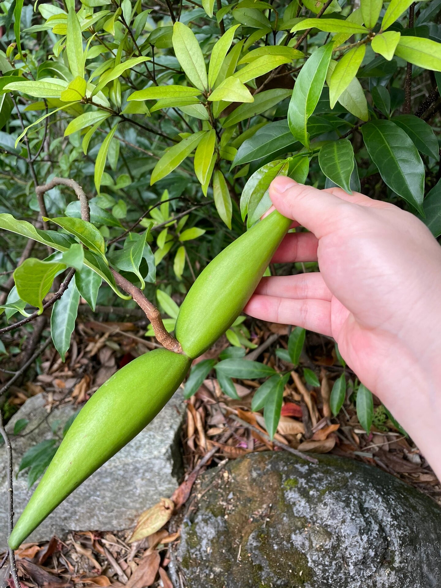 像羊角一样的植物,有人知道叫什么么?