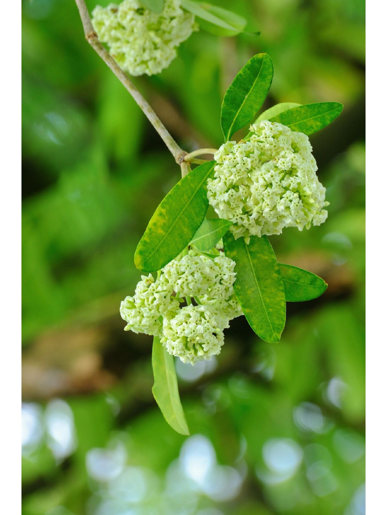 面条树,也叫黑板树