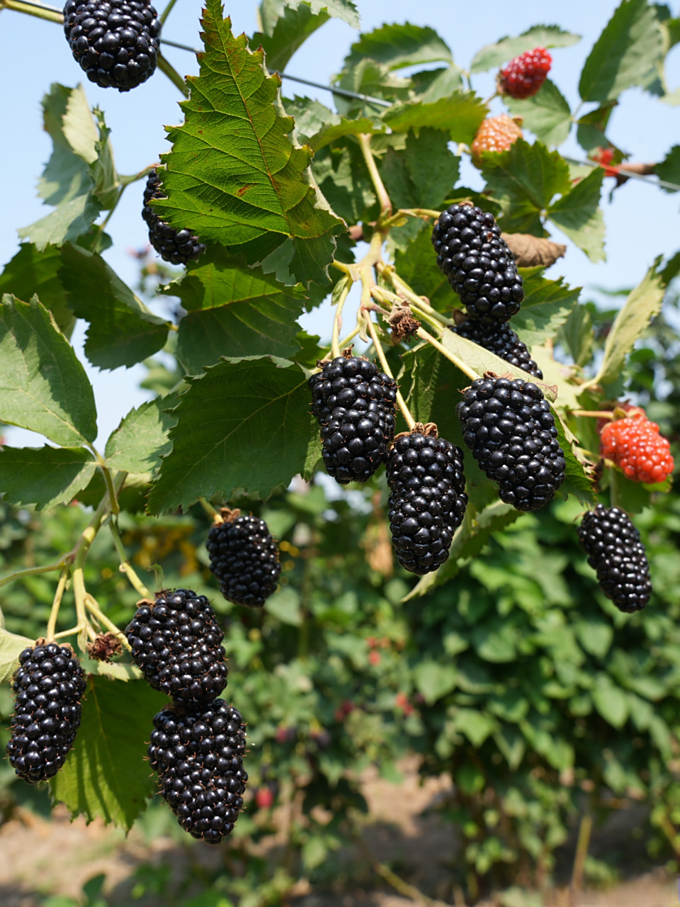 黑莓采摘进行时,端午节来奇异莓小镇采摘黑莓了.