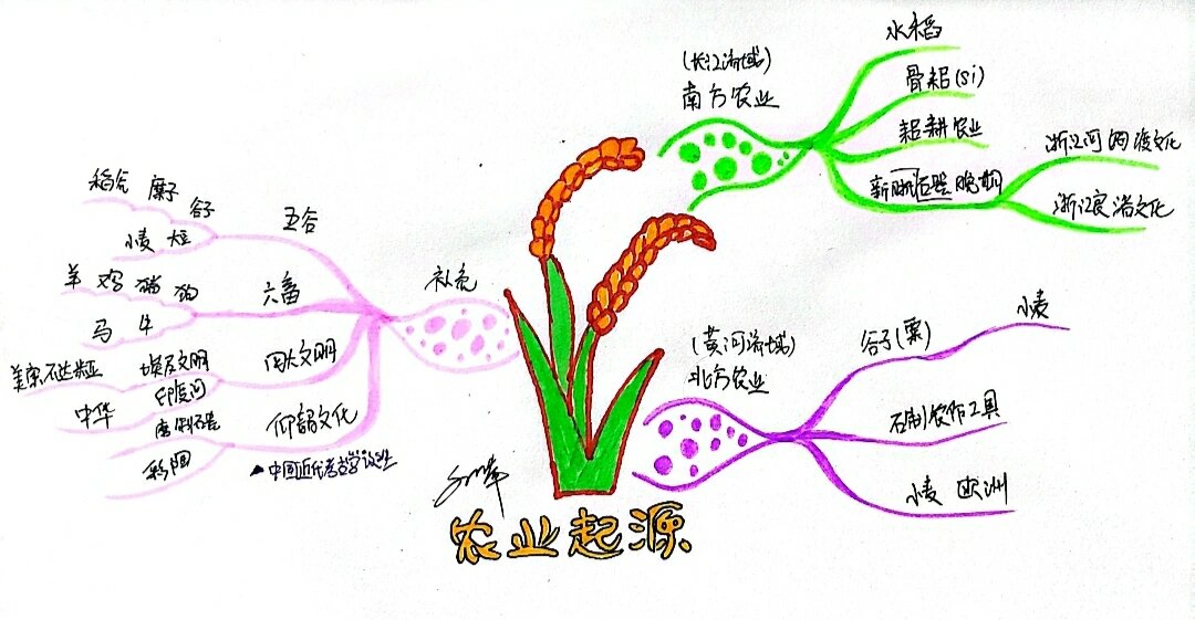 水稻的思维导图图片图片