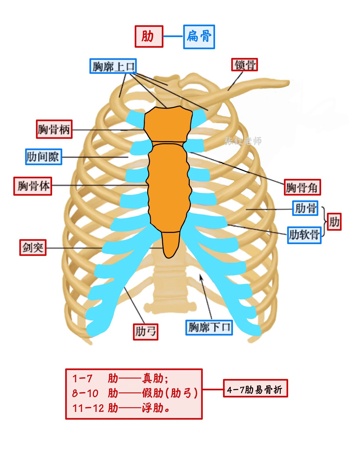 胸骨的结构图图片