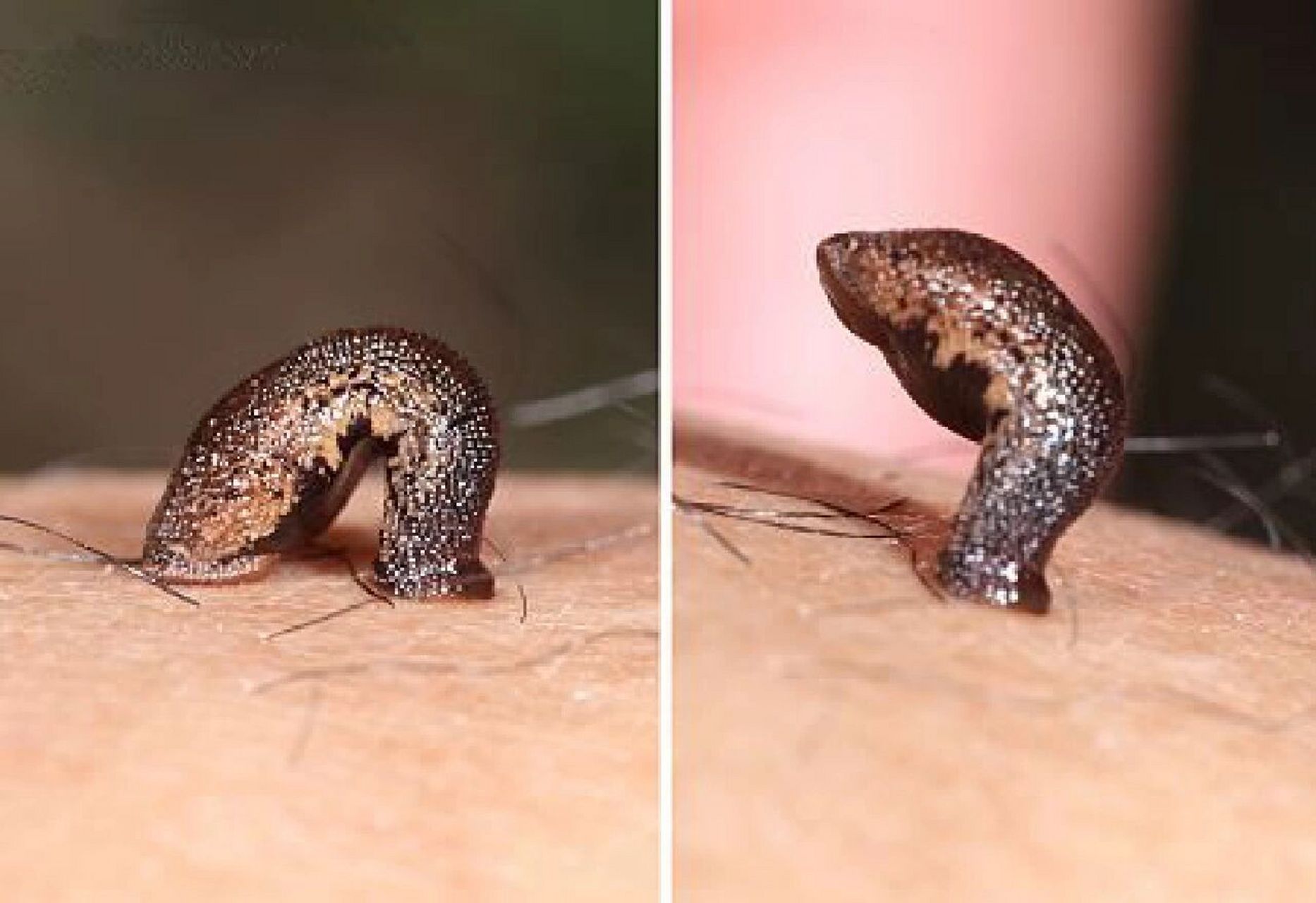 遗失的"古代生物工程"——蛊术 蛊是一种人工施以特殊方法,长年累月