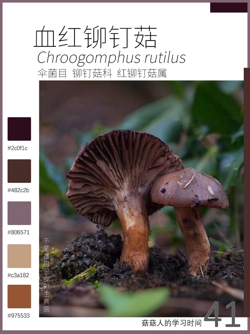 00中文名:血红铆钉菇,红蘑,松树伞,松蘑,肉蘑 拉丁学名:chroo
