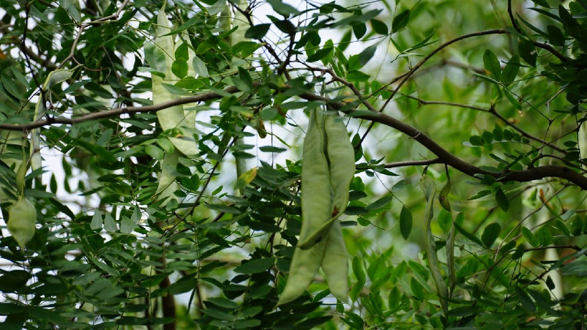 长在树上的豆角树 皂角树|肥皂树  典型的豆科植物|4-5月开花|9-10月
