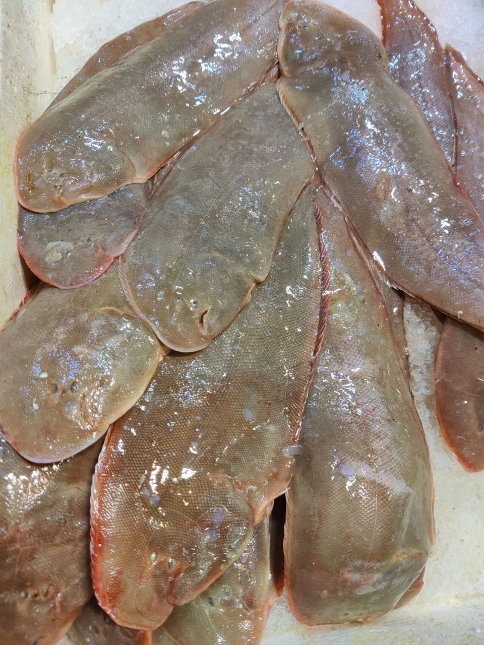 新鲜的野生龙利鱼 新鲜的野生龙利鱼,真宗吕四本港海鲜