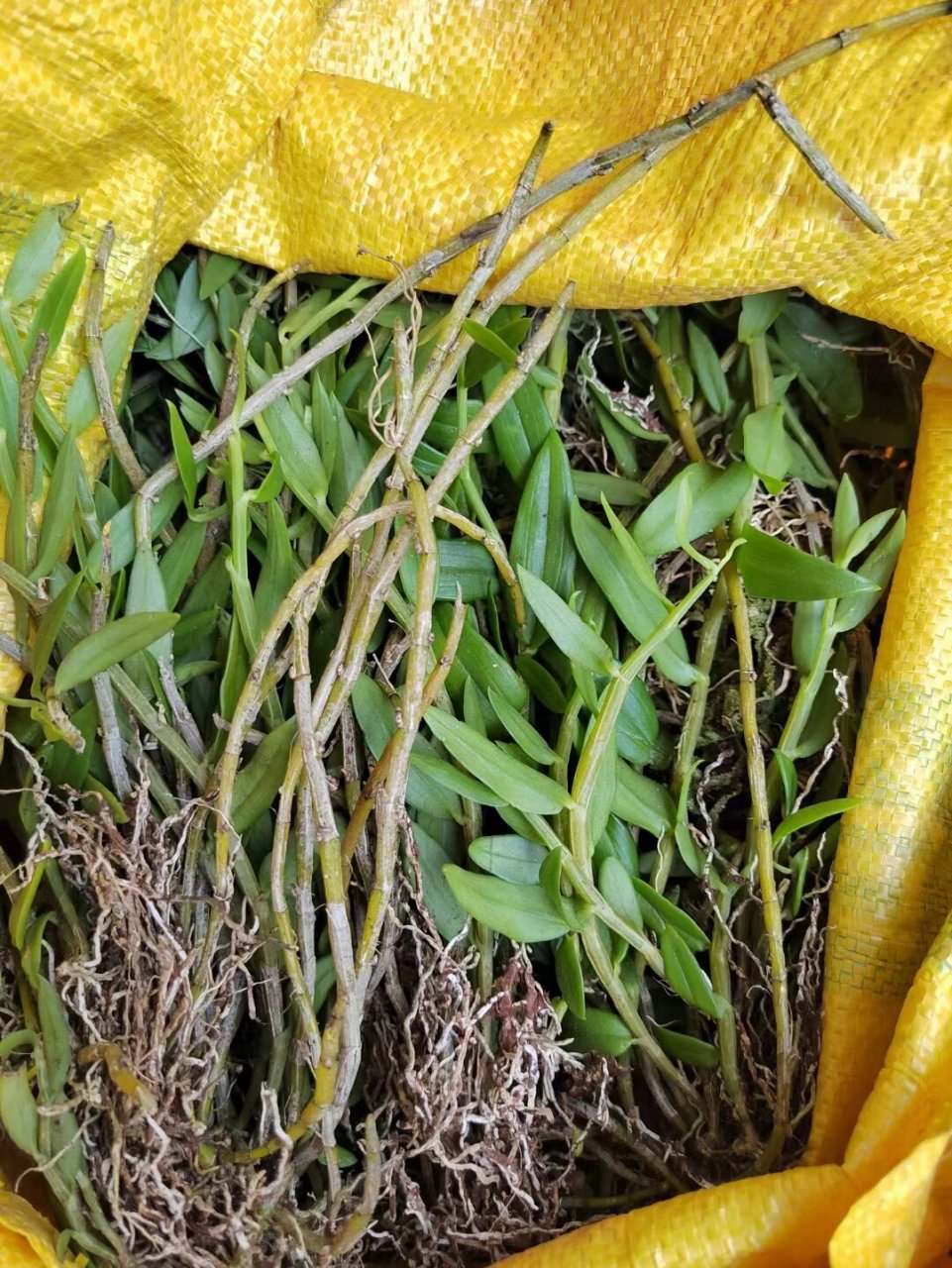 环草石斛附生于树上或林下岩石上,性味甘,微寒,可生津益胃;滋阴清热