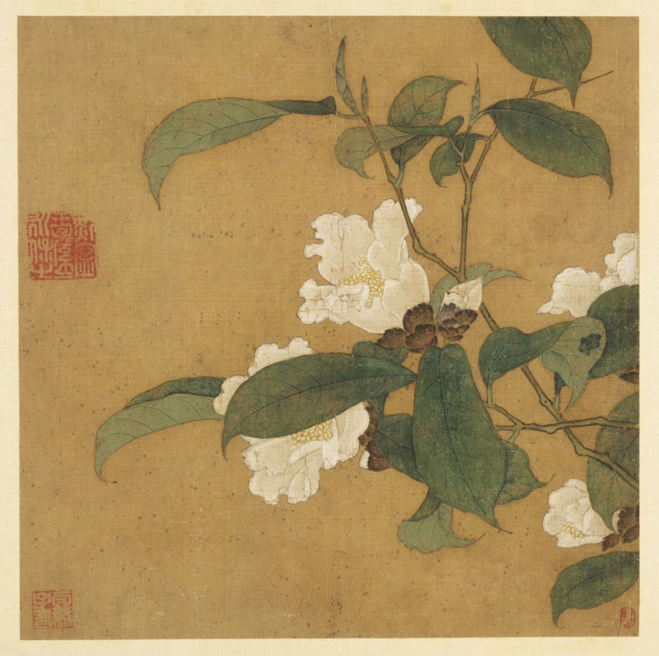 宋画|茶花图 写生折枝白山茶花一枝,花开灿烂,用重粉分染,益觉娇艳.