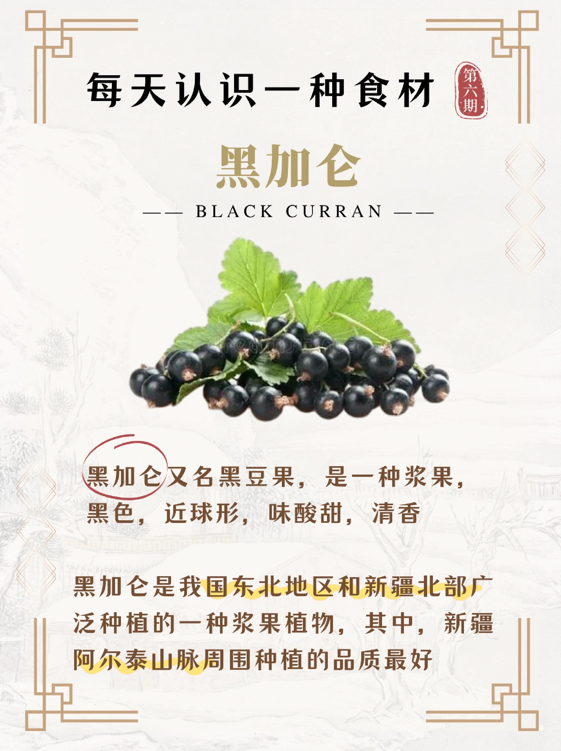 第6期|每天认识一种食材·黑加仑