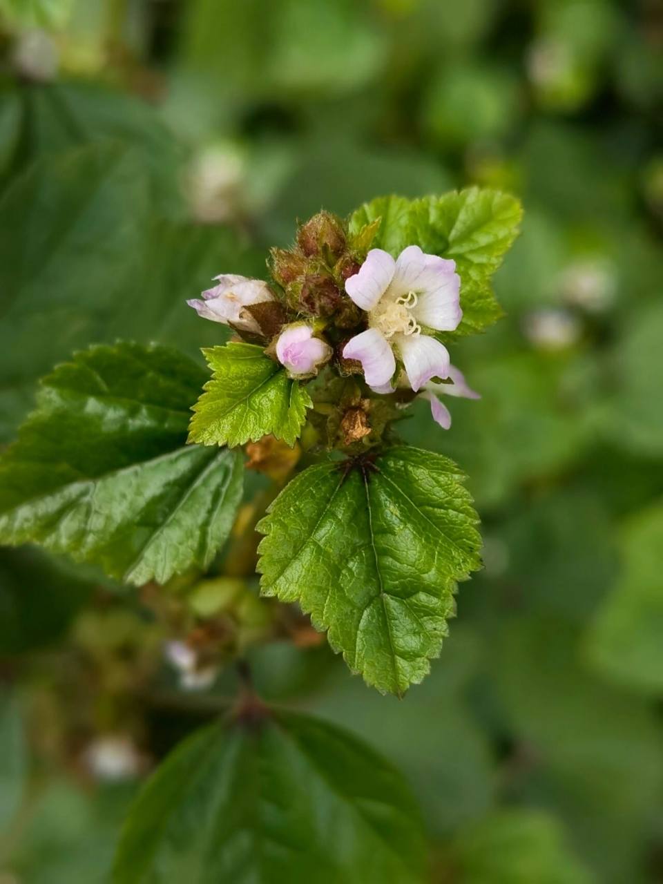冬寒菜,记忆中的生活 味觉 冬寒菜,学名冬葵,锦葵科,锦葵属.