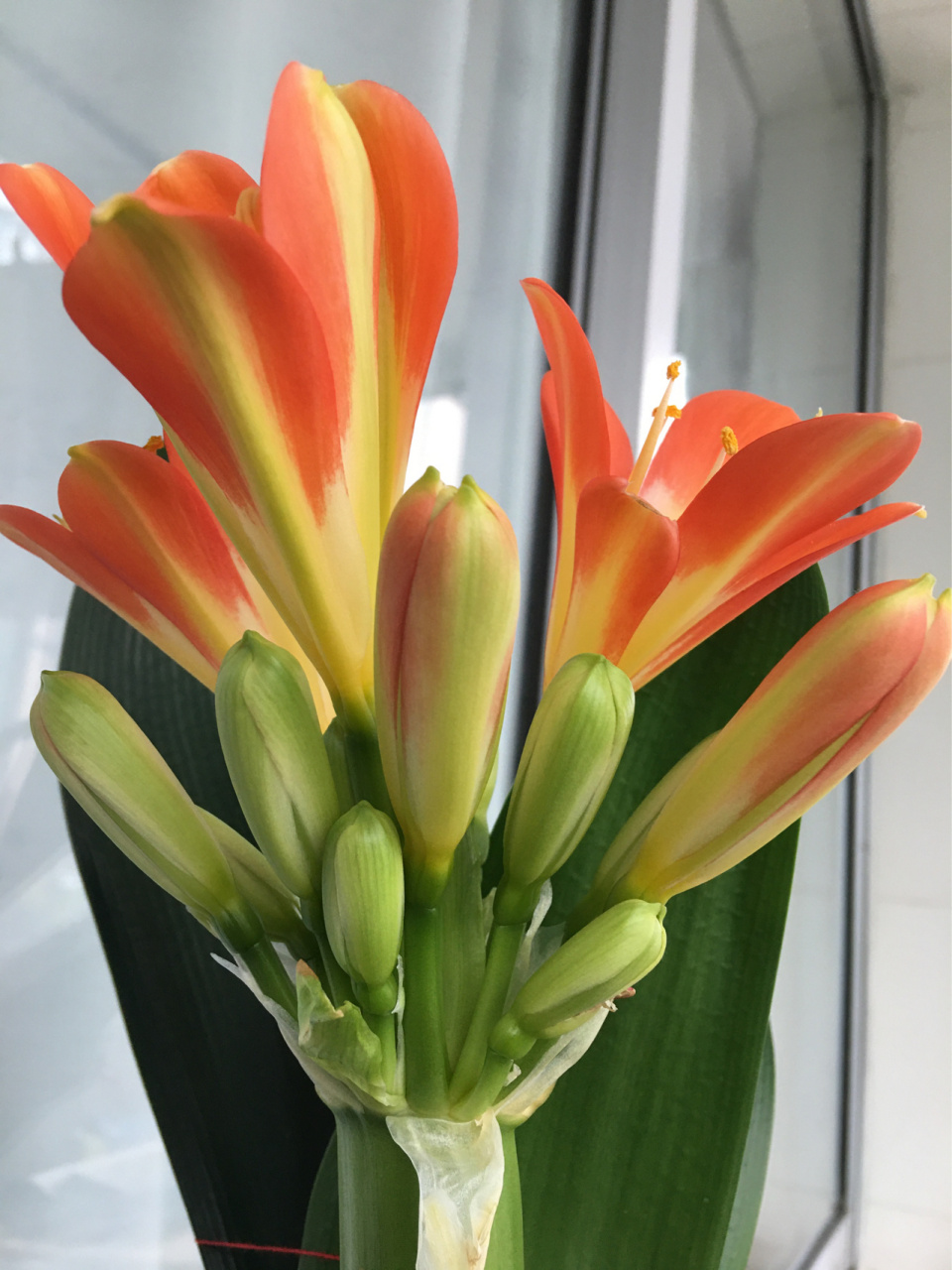 君子兰开花了 君子兰开花了,从2月初发现孕蕾起至今日的生长过程.