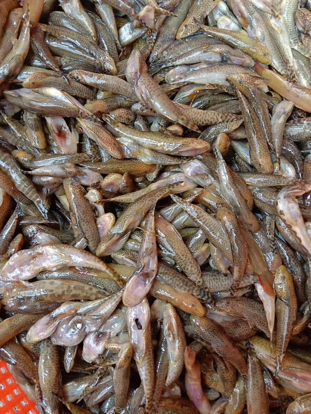 野生小鱼仔,鱼小肉多