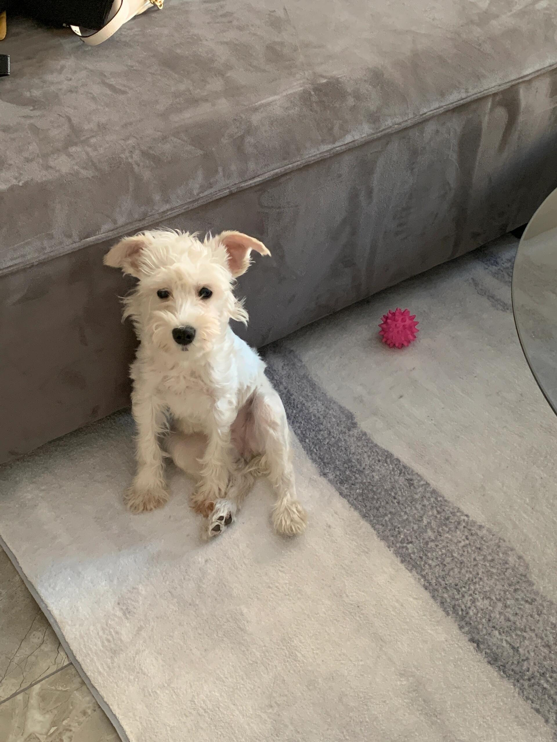 白色雪纳瑞发黄71 白色雪纳瑞发黄是胎毛啦73 我家的狗狗背上就有