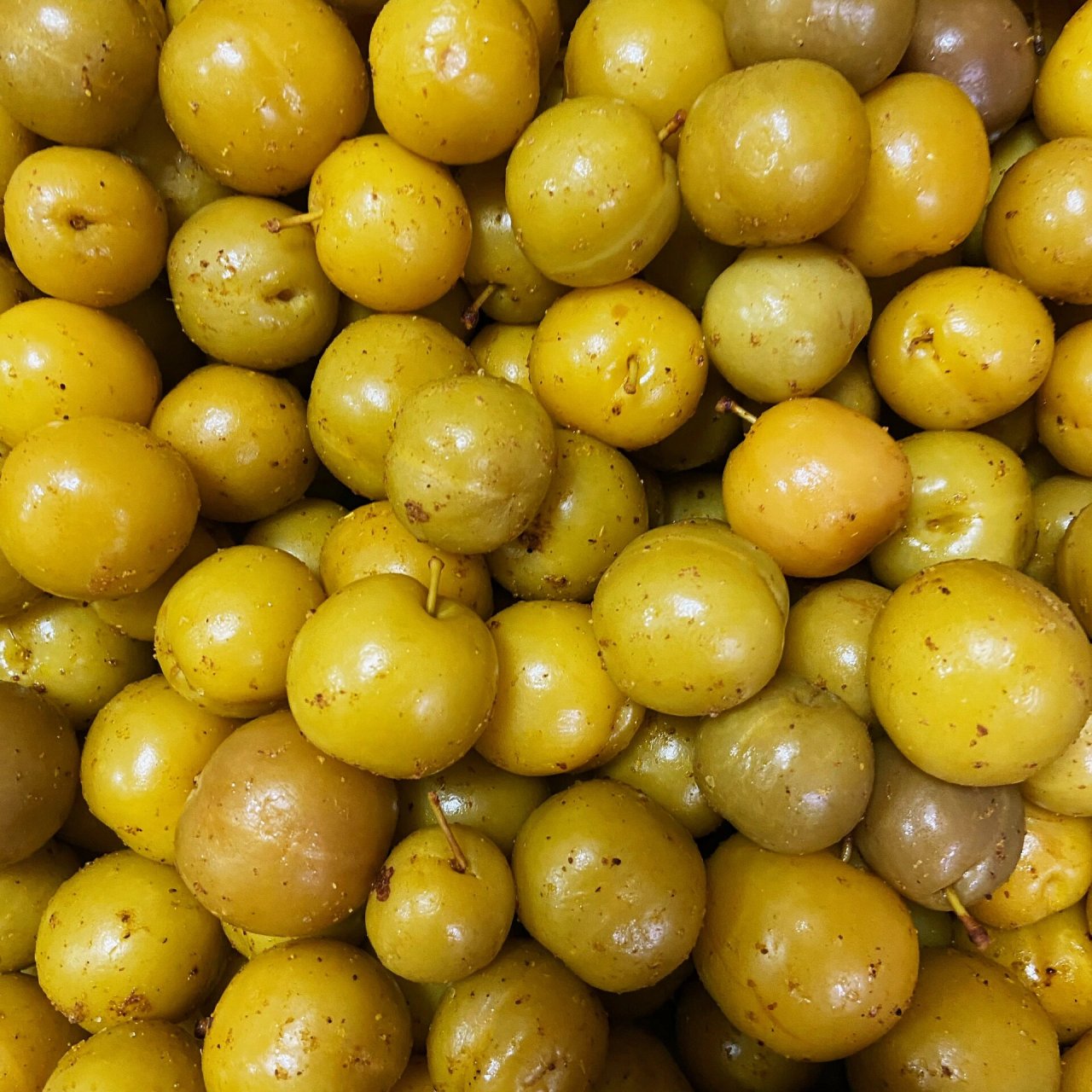 小小粒的苦李子你们吃过没