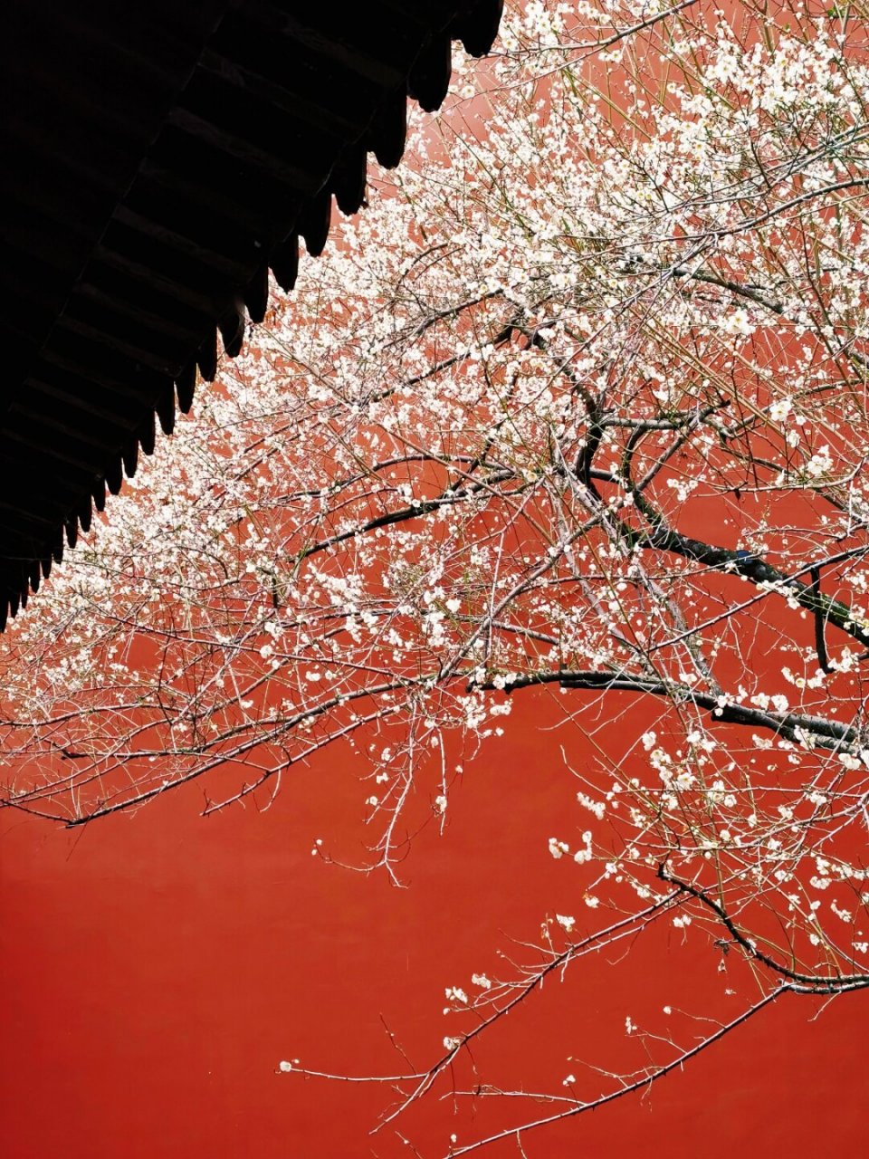 杭州小故宫钱王祠的白梅已绽放!