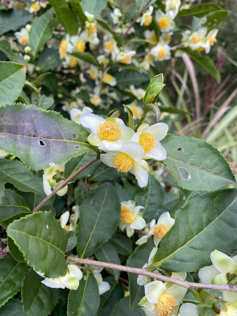 茶树花的结构图片