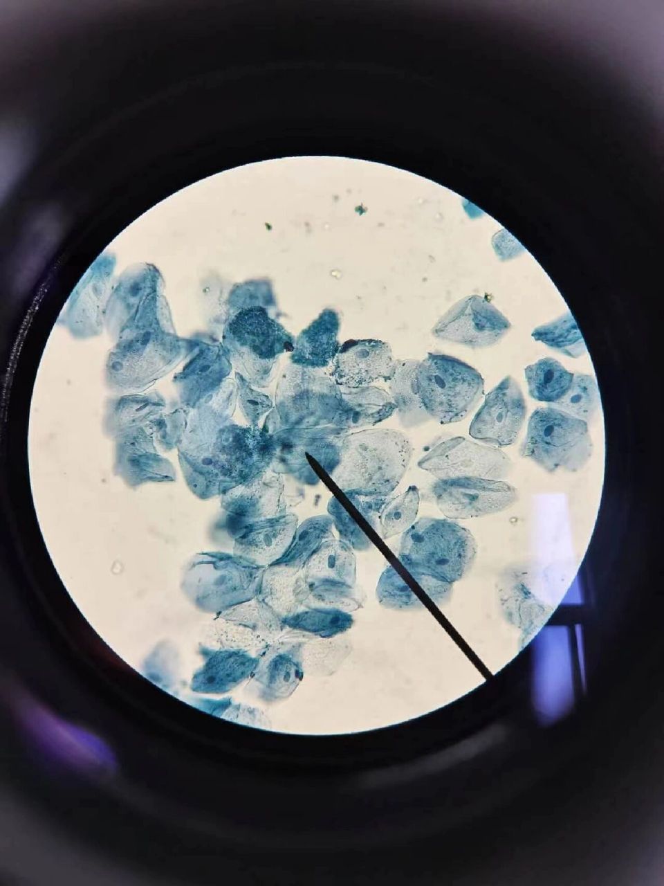 细胞实验之显微镜下的的细胞们 细胞下的美丽图片,细胞是不会动的,但