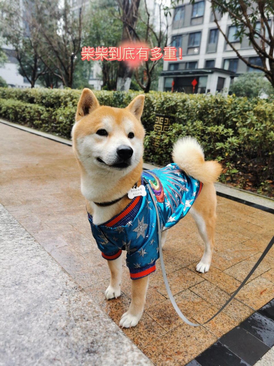 柴犬多重图片