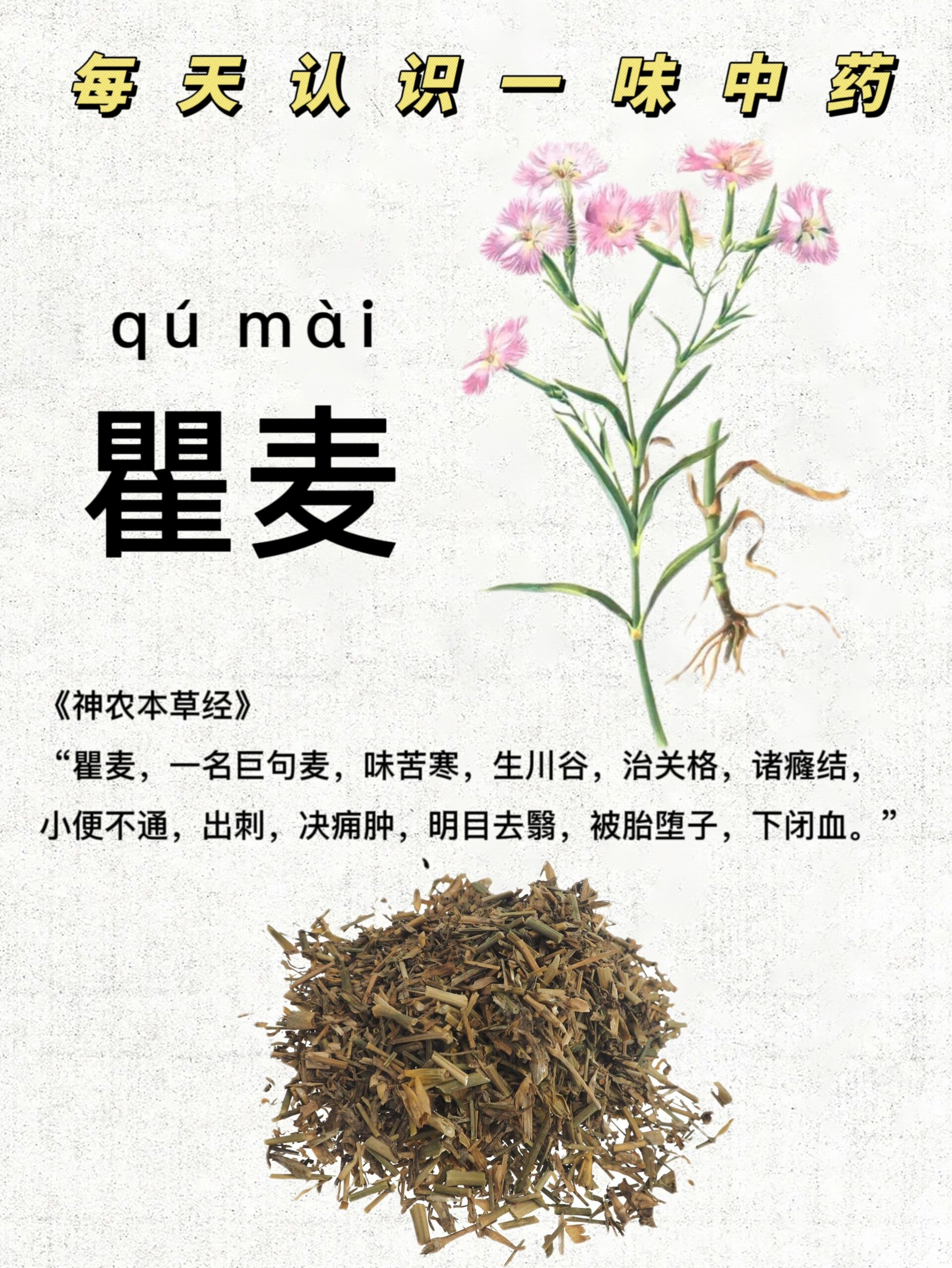 第157天:认识《瞿麦》